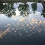 Spiegelbild im Chiemsee